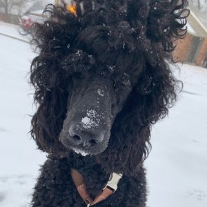 Meet your Posher, Ashley